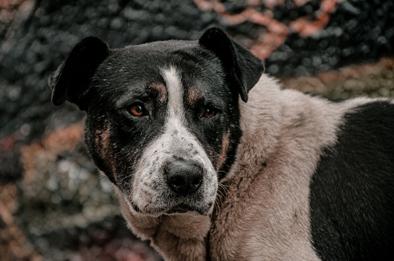 gallery-01 Moody portrait of a stray dog in Bogotá with a blurred background