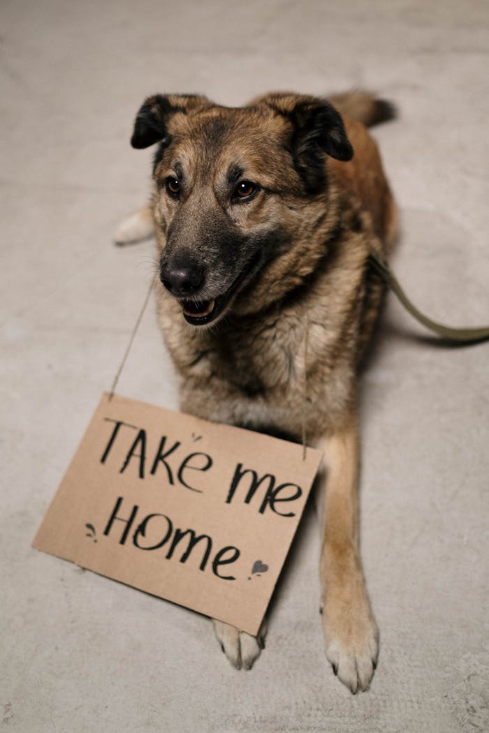 services-02 A cute dog lying down with a Take Me Home adoption sign, ready to find a loving family.