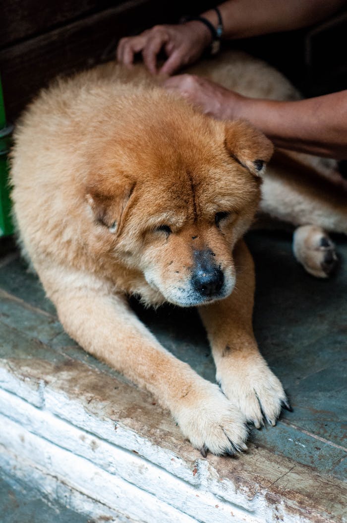who-we-are A Chow Chow dog receiving gentle care indoors, showcasing compassion and animal welfare.