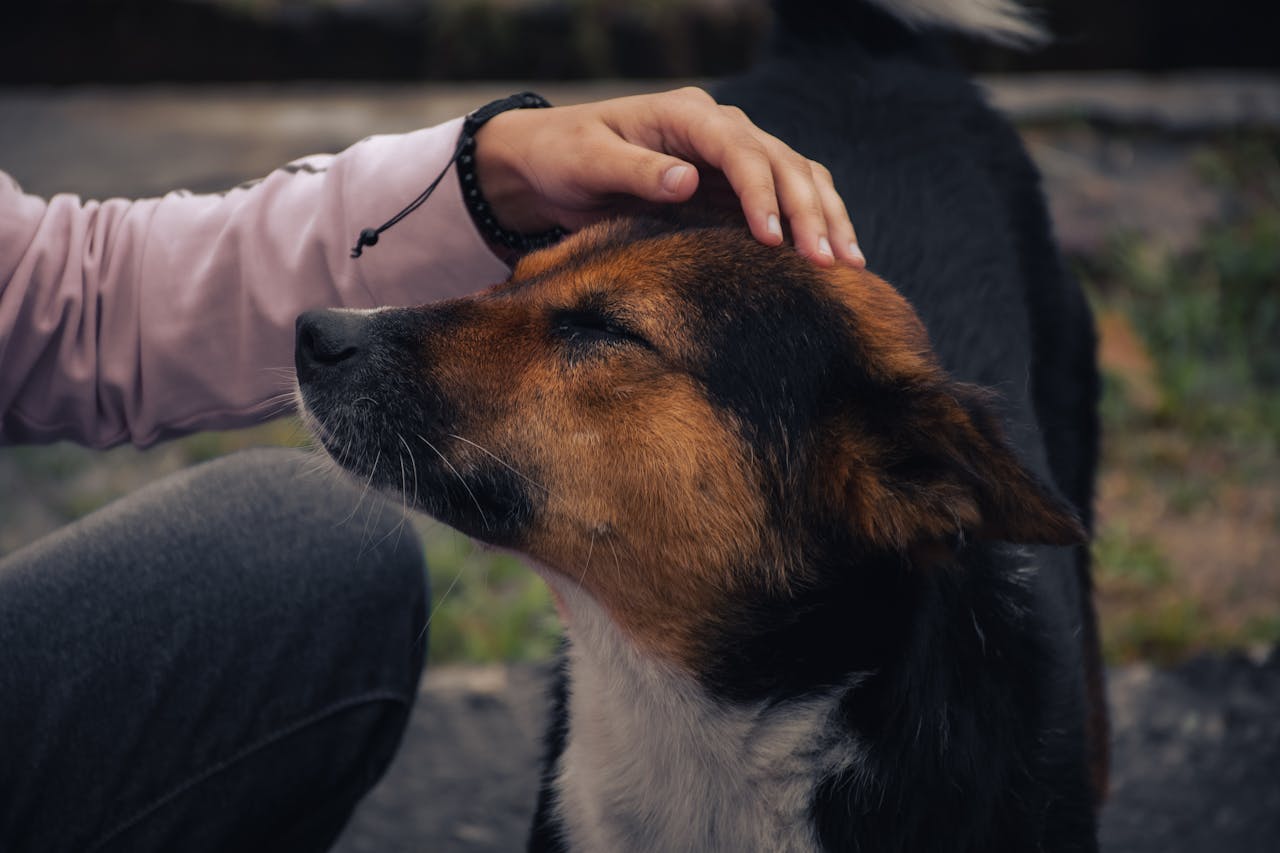 gallery-02 A close-up of a person gently patting a contented dog outdoors, showcasing a moment of trust and affection.