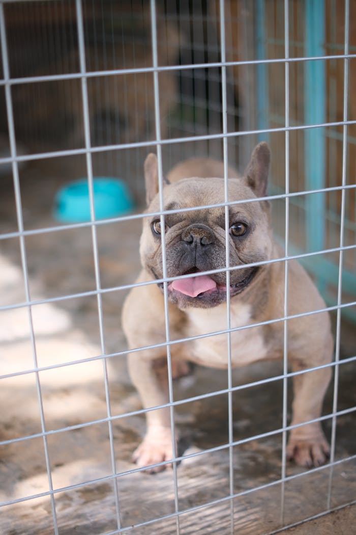 services-03 A joyful French Bulldog behind a wire fence in a pet shelter, looking playful and content.