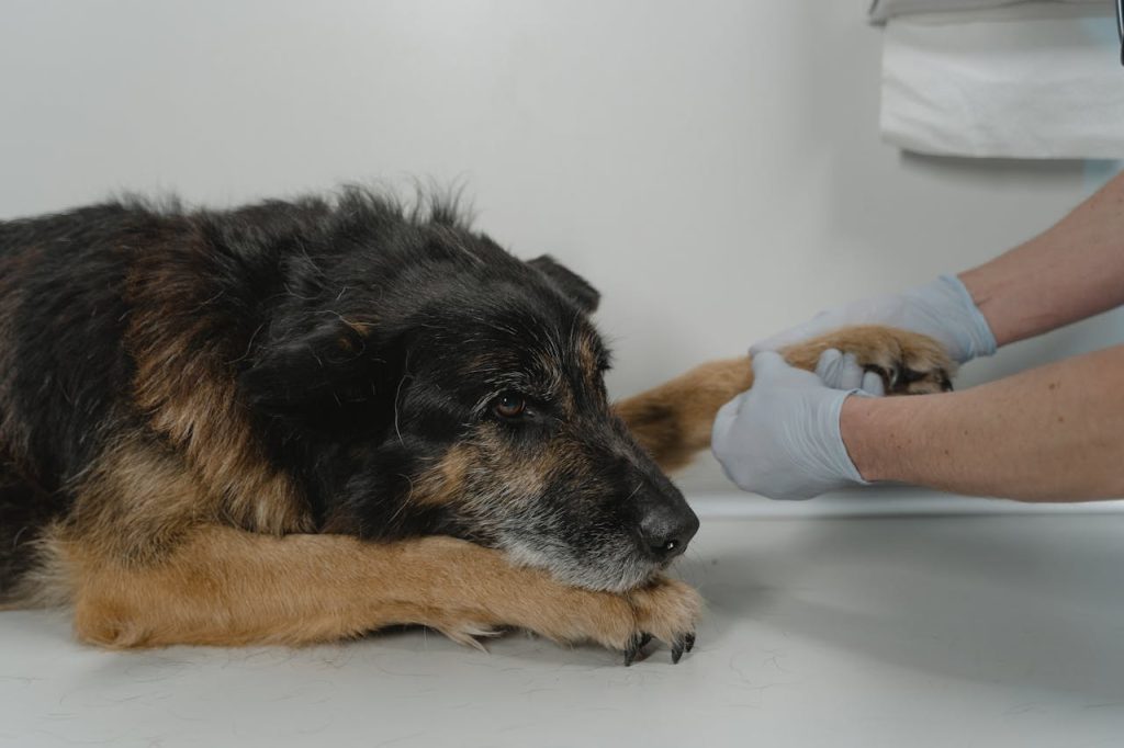 A veterinarian examines a relaxed dogs paw on a white table indoors.